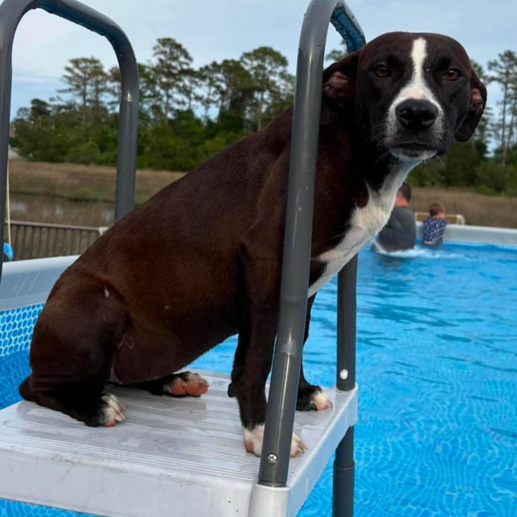 Lyra, Adoptable, Young Female Beagle & Labrador Retriever.