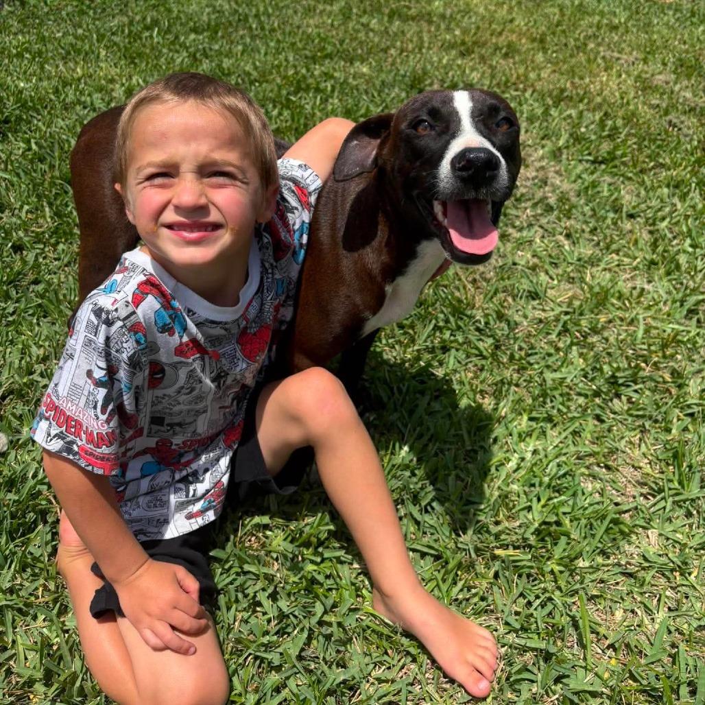 Enlarge Lyra, a Adoptable mixed breed in Jacksonville, FL image 2/5
