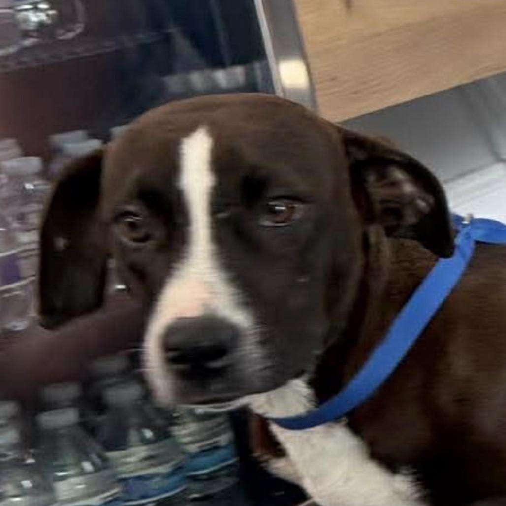 Enlarge Lyra, a Adoptable mixed breed in Jacksonville, FL image 3/5