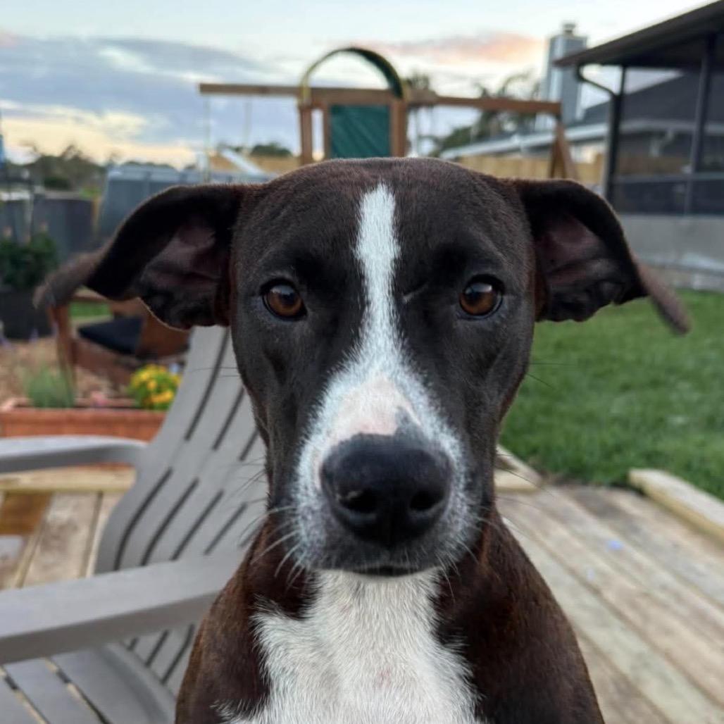 Enlarge Lyra, a Adoptable mixed breed in Jacksonville, FL image 4/5