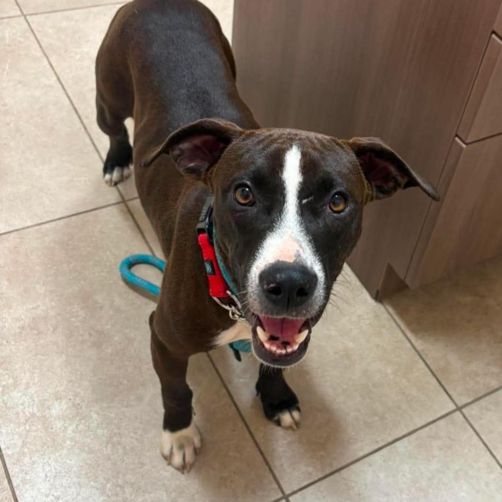 Enlarge Lyra, a Adoptable mixed breed in Jacksonville, FL image 5/5