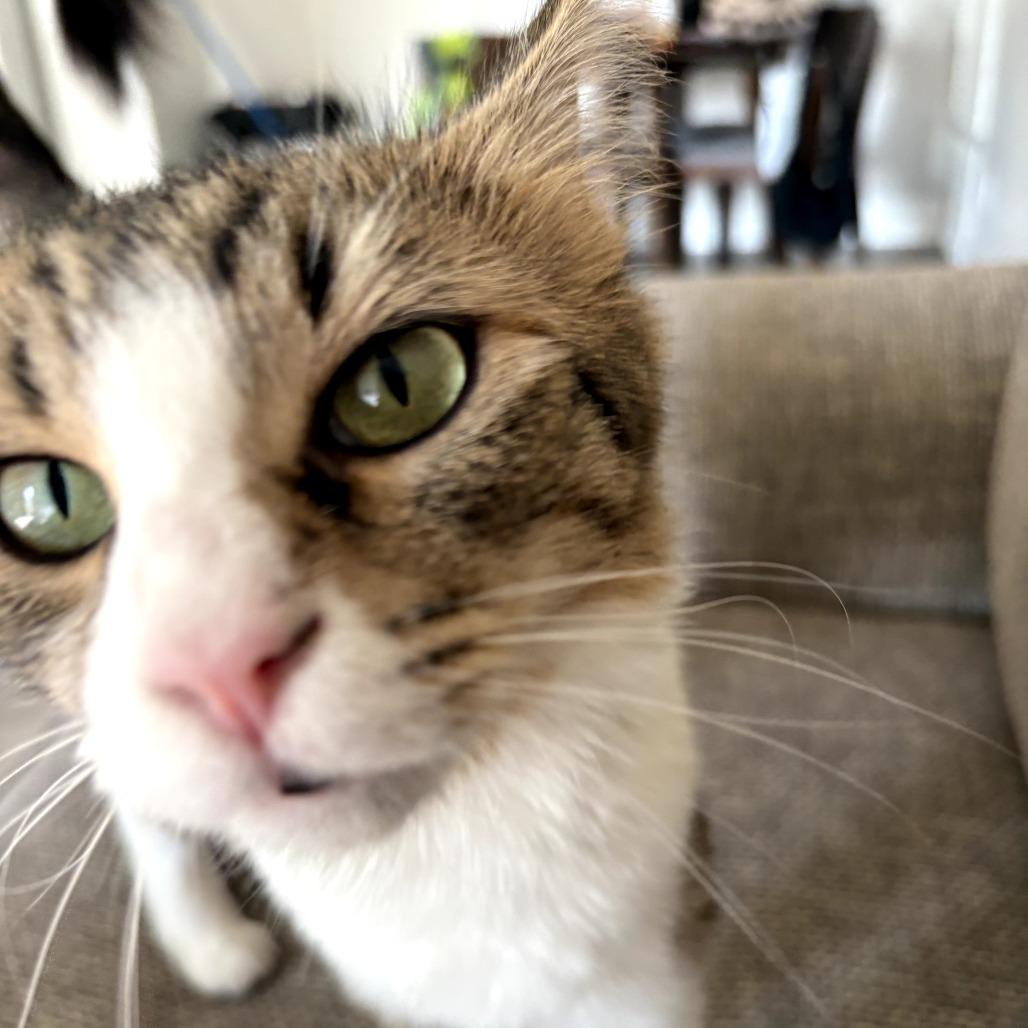 Enlarge Sandwiches (Sammy), a Adoptable Domestic Short Hair in Long Beach, CA image 2/6