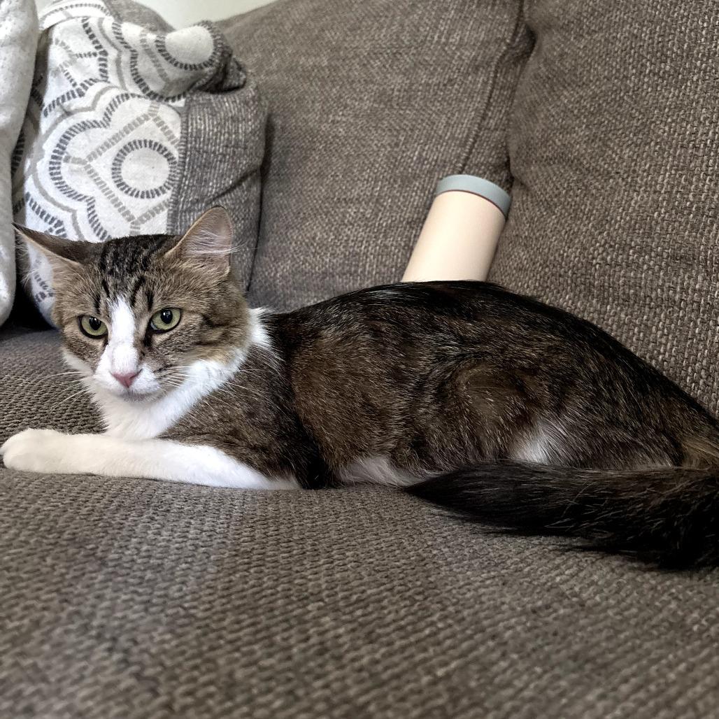 Enlarge Sandwiches (Sammy), a Adoptable Domestic Short Hair in Long Beach, CA image 3/6