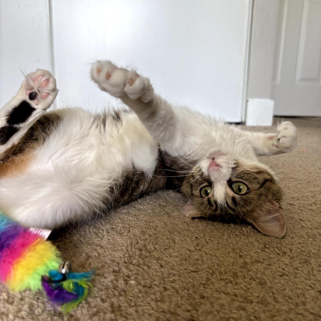 Enlarge Sandwiches (Sammy), a Adoptable Domestic Short Hair in Long Beach, CA image 4/6