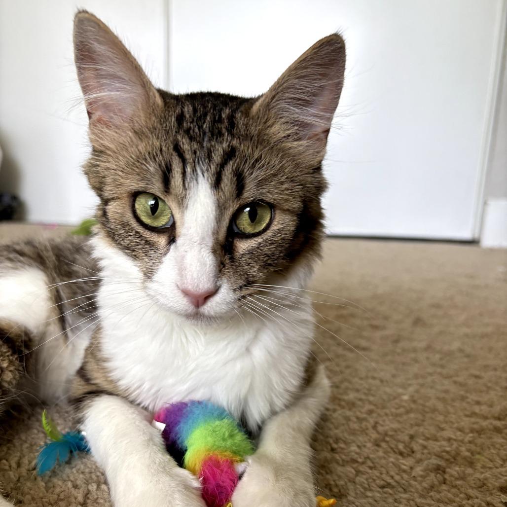 Enlarge Sandwiches (Sammy), a Adoptable Domestic Short Hair in Long Beach, CA image 5/6
