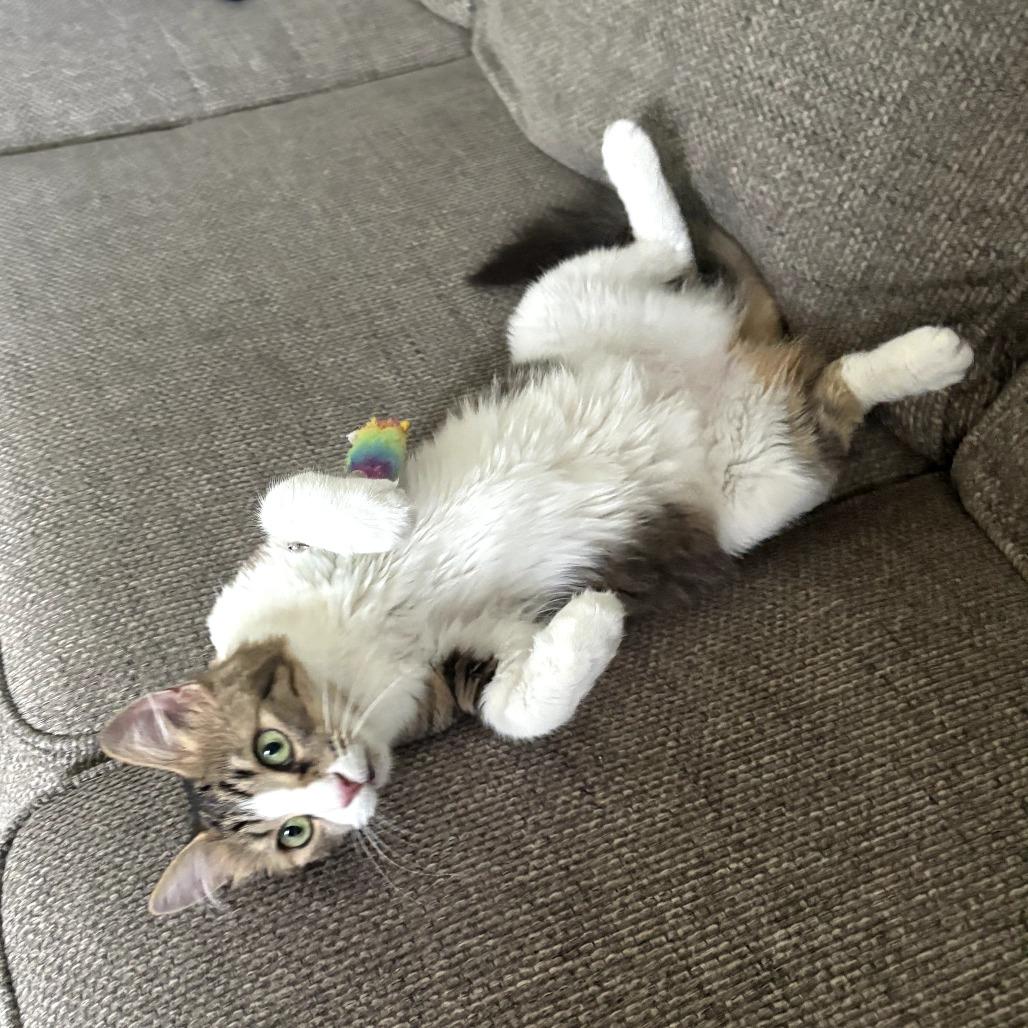 Enlarge Sandwiches (Sammy), a Adoptable Domestic Short Hair in Long Beach, CA image 6/6