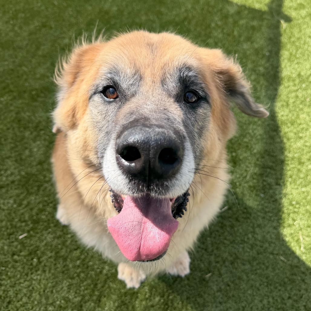 Leo, Adoptable, Adult Male Saint Bernard & Mixed Breed.