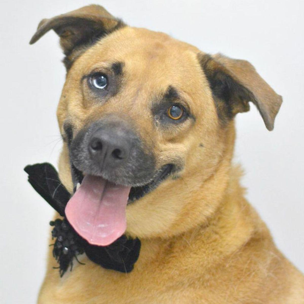 Enlarge Havoc, a Adoptable mixed breed in Lake Havasu City, AZ image 1/1