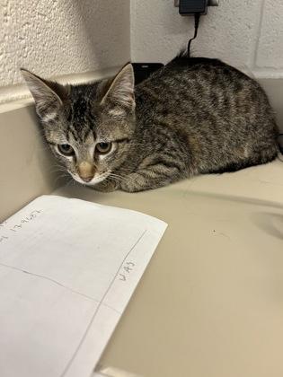 Enlarge Maluma, a Adoptable mixed breed in Wichita, KS image 1/2