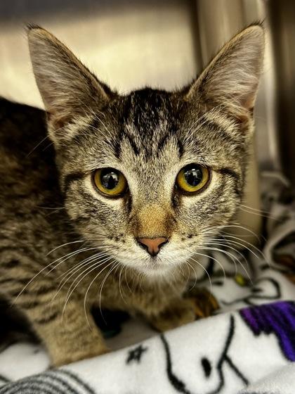 Enlarge Maluma, a Adoptable mixed breed in Wichita, KS image 2/2