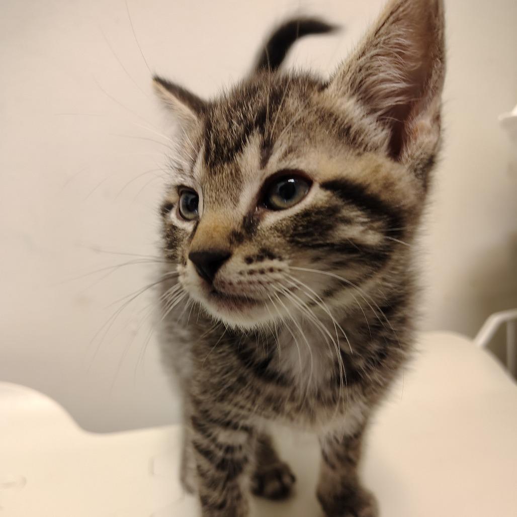 Spongebob, Adoptable, Kitten Male Domestic Short Hair.