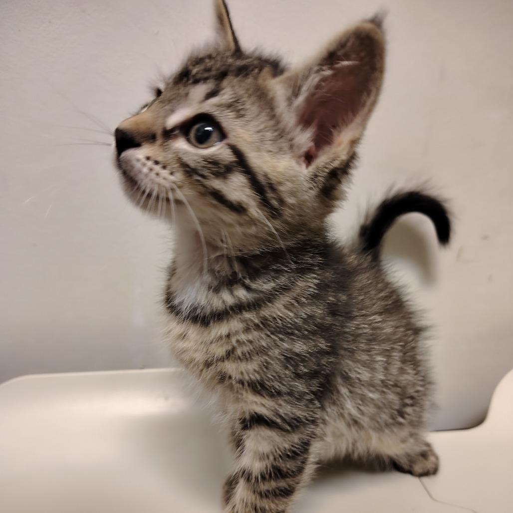 Enlarge Spongebob, a Adoptable Domestic Short Hair in Coos Bay, OR image 2/2
