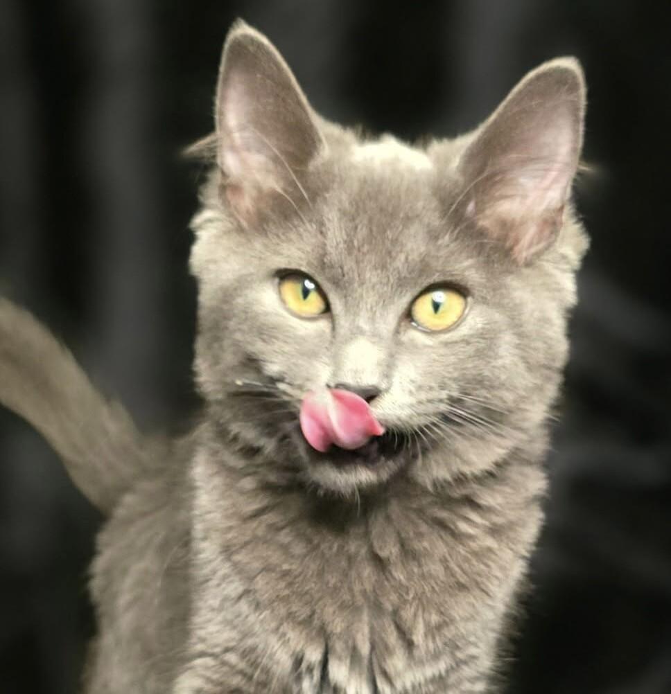 Enlarge Frenchy, a Adoptable Domestic Long Hair in Arlington, WA image 1/1