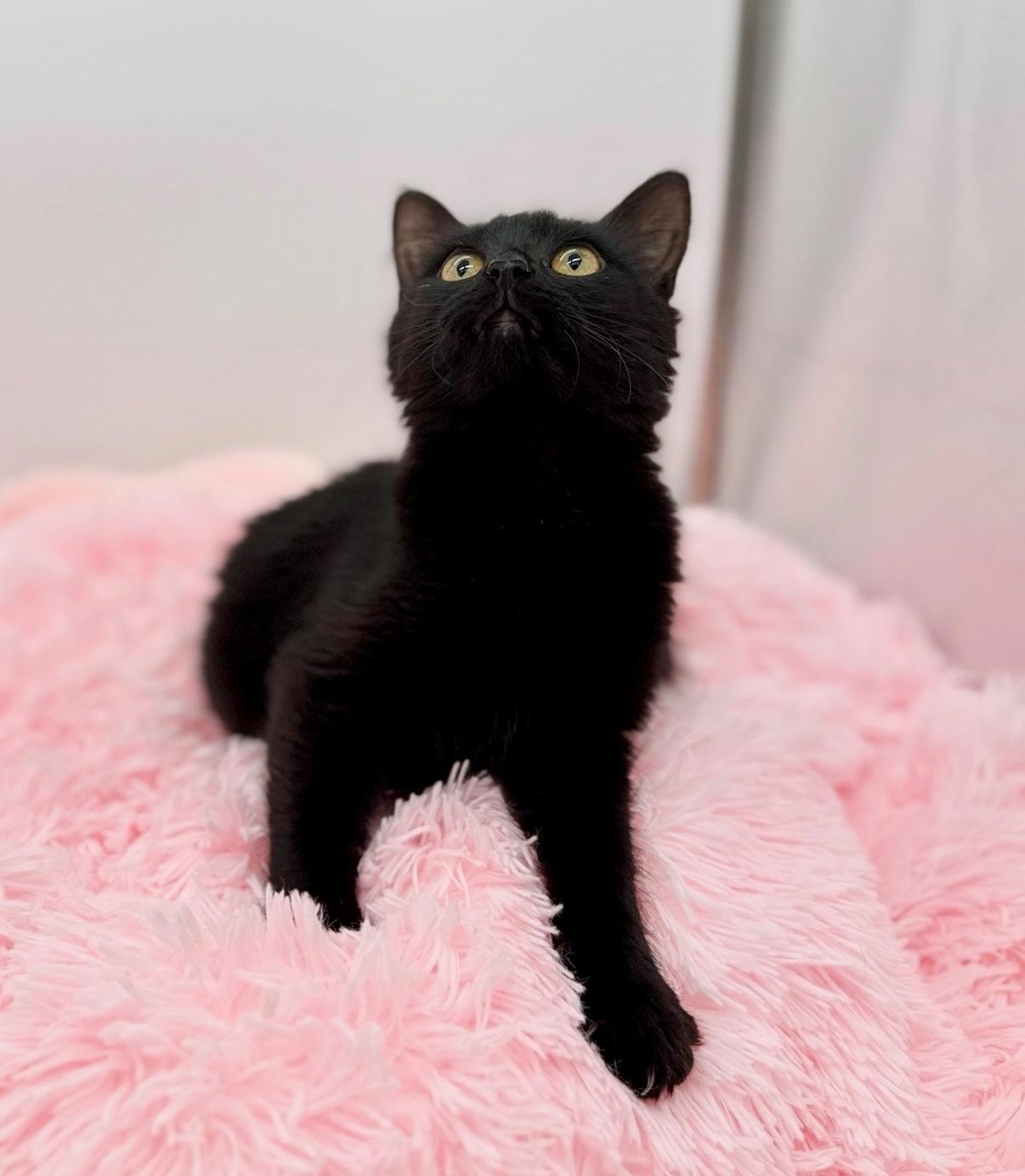 Enlarge Spoodle, a Adoptable mixed breed in Covington, LA image 4/6