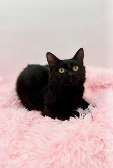 Enlarge Spoodle, a Adoptable mixed breed in Covington, LA image 2/6
