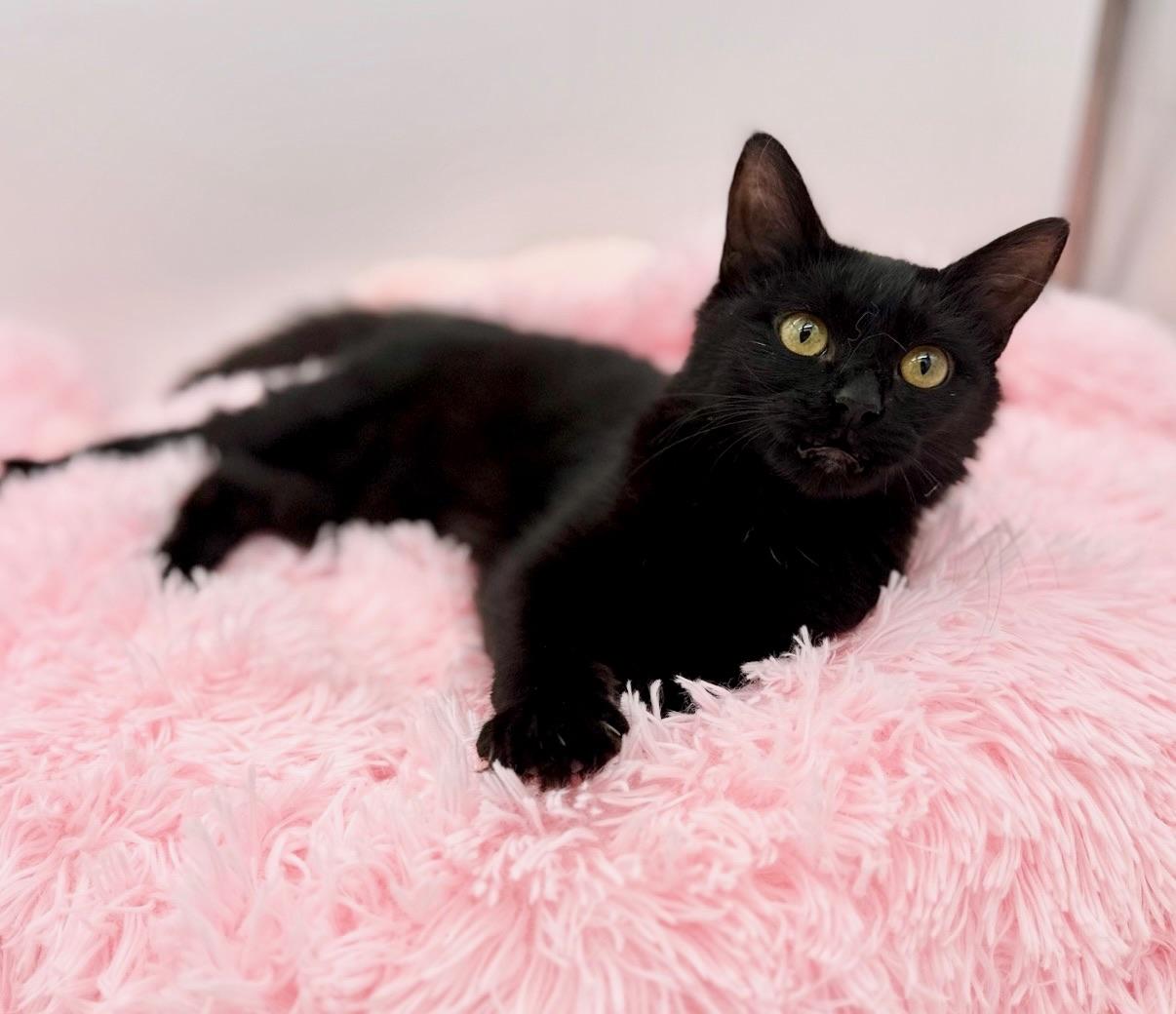 Enlarge Spoodle, a Adoptable mixed breed in Covington, LA image 3/6