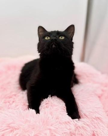Spoodle, Adoptable, Kitten Female Ragdoll & Domestic Long Hair.