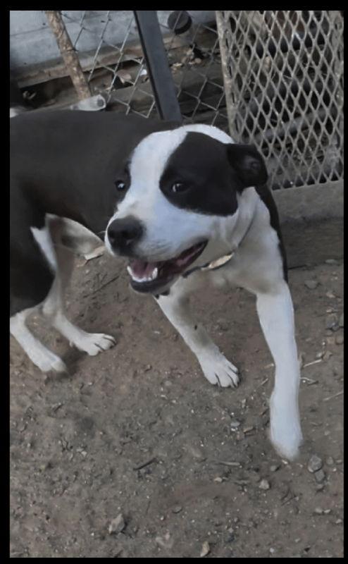 Oreo, a Adoptable mixed breed in San Diego, CA image 2/3