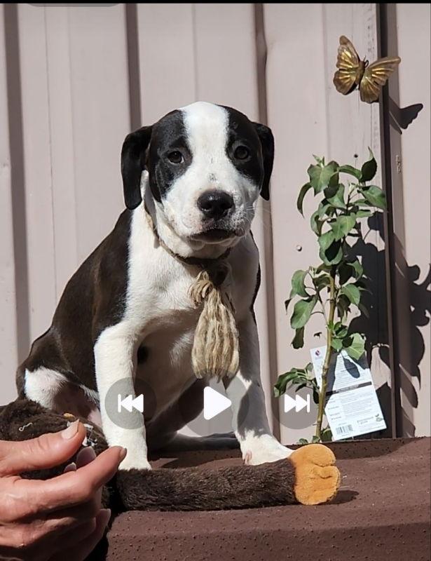 Oreo, a Adoptable mixed breed in San Diego, CA image 3/3