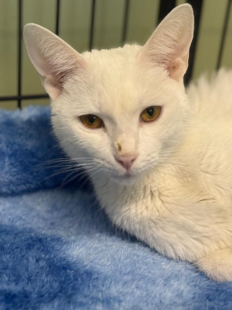 Enlarge Bam Margera, a Adoptable mixed breed in Auburn, IN image 1/1