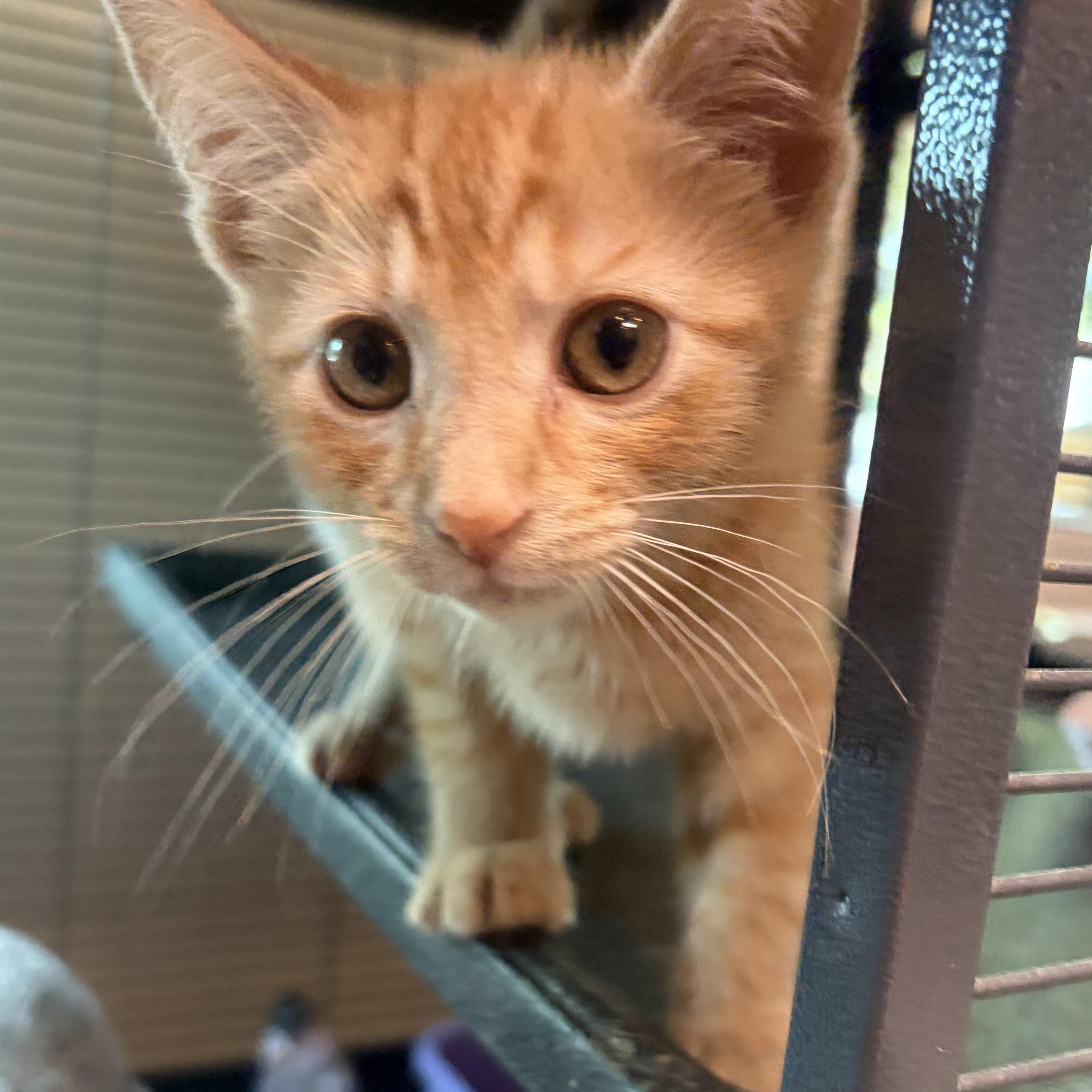 Enlarge Ru Paul, an adopted Domestic Short Hair in Charleston, SC image 1/1