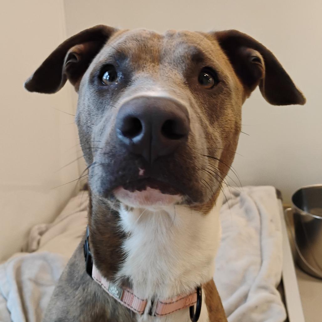 Carter, Adoptable, Young Male Mixed Breed.