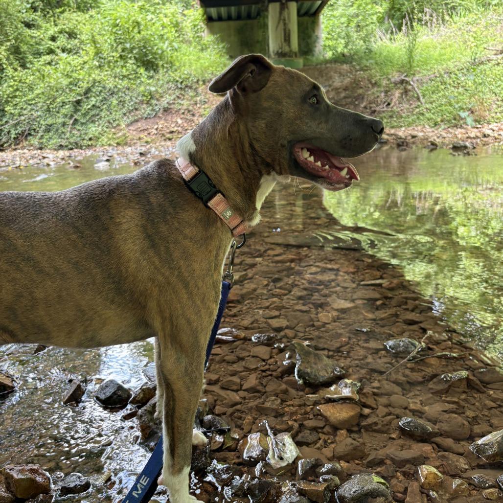 Enlarge Carter, a Adoptable Mixed Breed in Bentonville, AR image 2/6