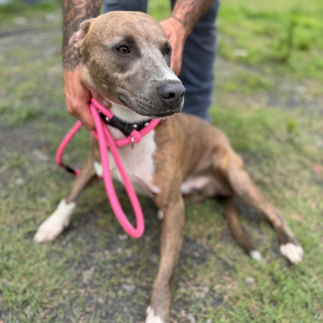Enlarge Carter, a Adoptable Mixed Breed in Bentonville, AR image 3/6