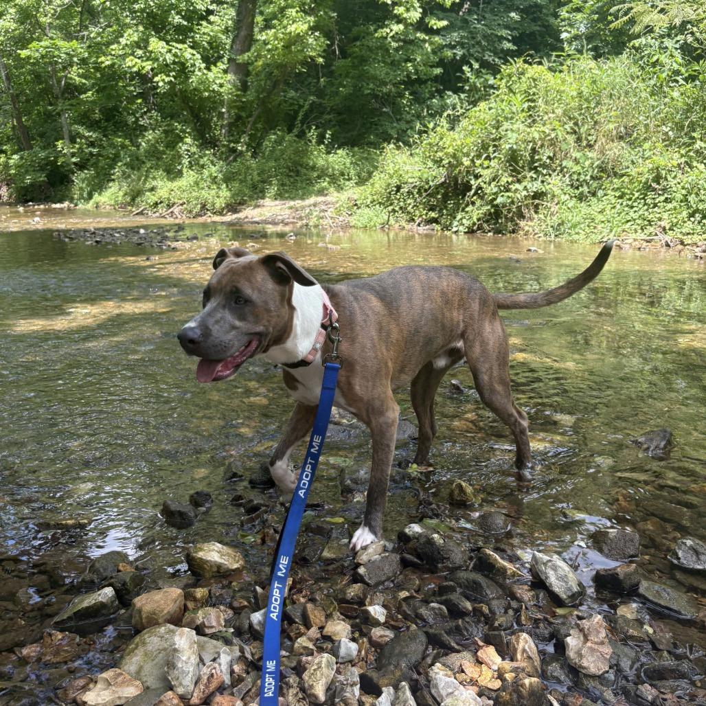 Enlarge Carter, a Adoptable Mixed Breed in Bentonville, AR image 4/6