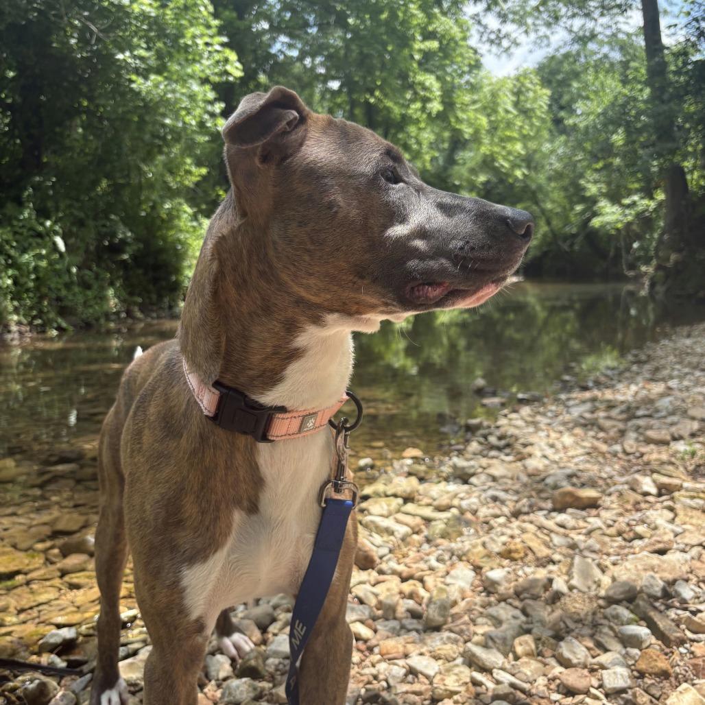 Enlarge Carter, a Adoptable Mixed Breed in Bentonville, AR image 5/6