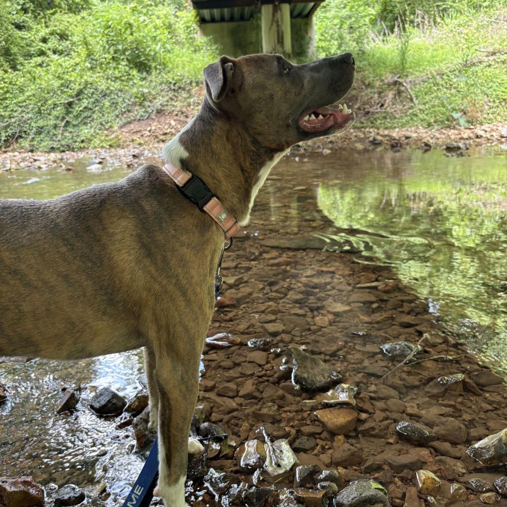 Enlarge Carter, a Adoptable Mixed Breed in Bentonville, AR image 6/6