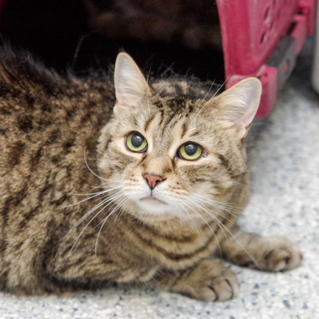 Velma, Adoptable, Senior Female Domestic Short Hair.