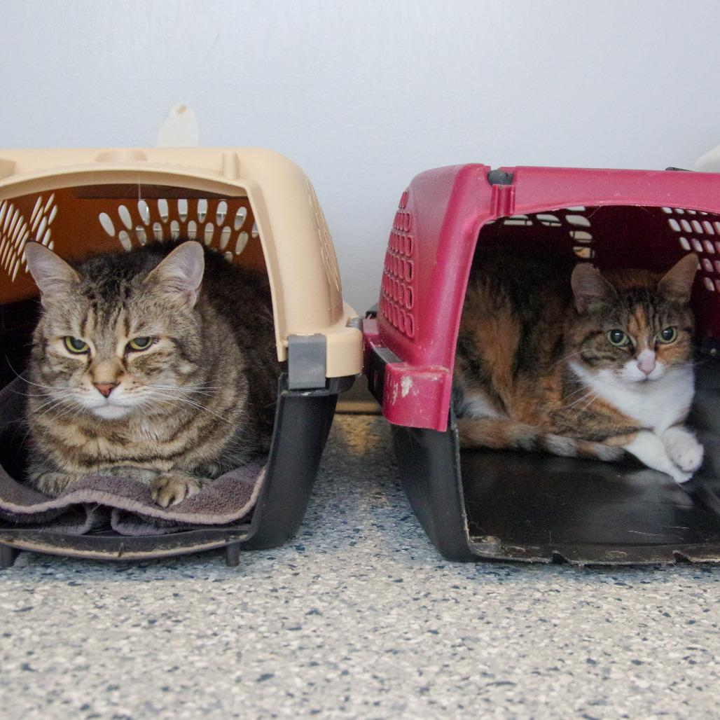 Enlarge Velma, a Adoptable Domestic Short Hair in Scituate, MA image 2/4