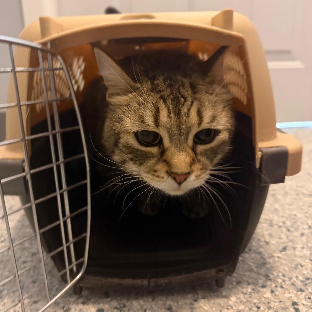 Enlarge Velma, a Adoptable Domestic Short Hair in Scituate, MA image 3/4