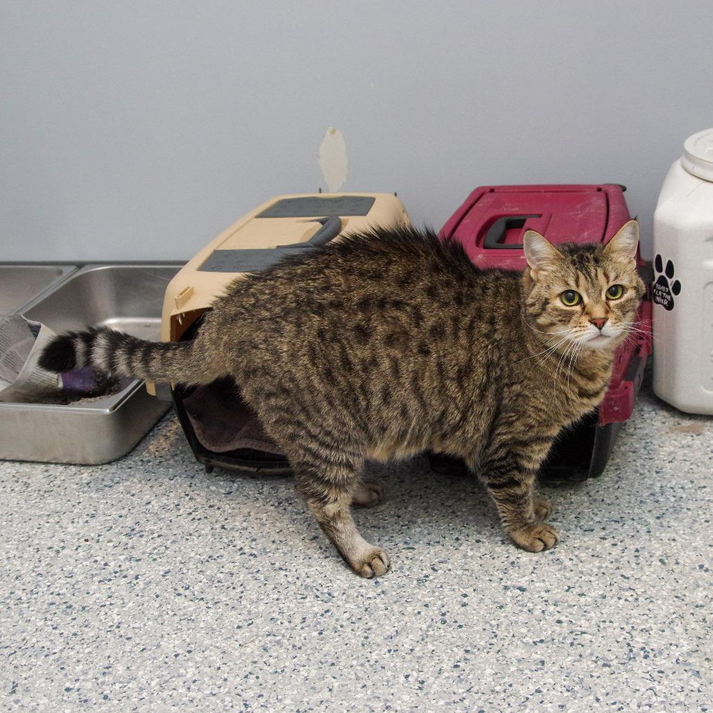 Enlarge Velma, a Adoptable Domestic Short Hair in Scituate, MA image 4/4