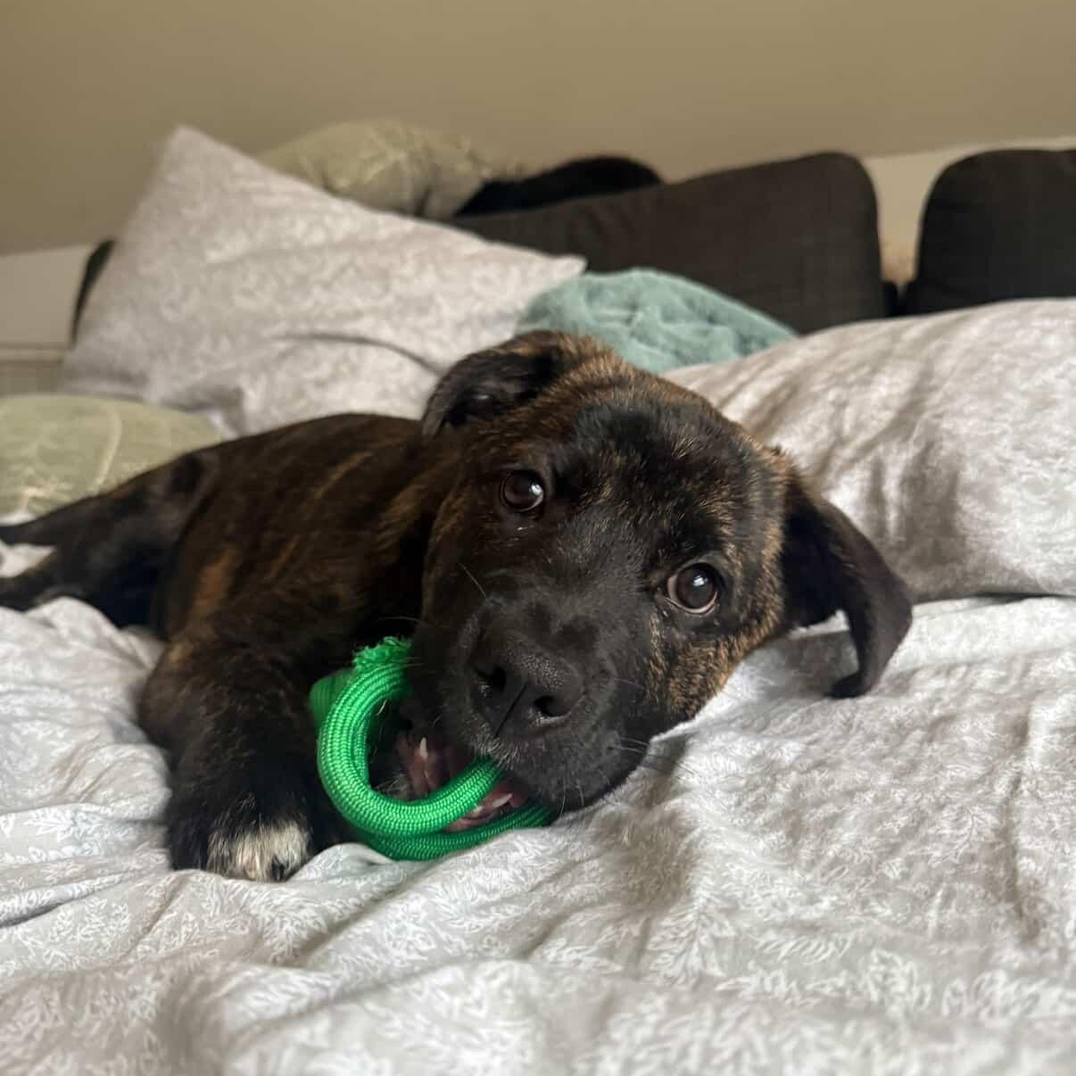 Enlarge Elton - Adoption Pending, a ADOPTABLE Mixed Breed in Mississauga, ON image 1/4