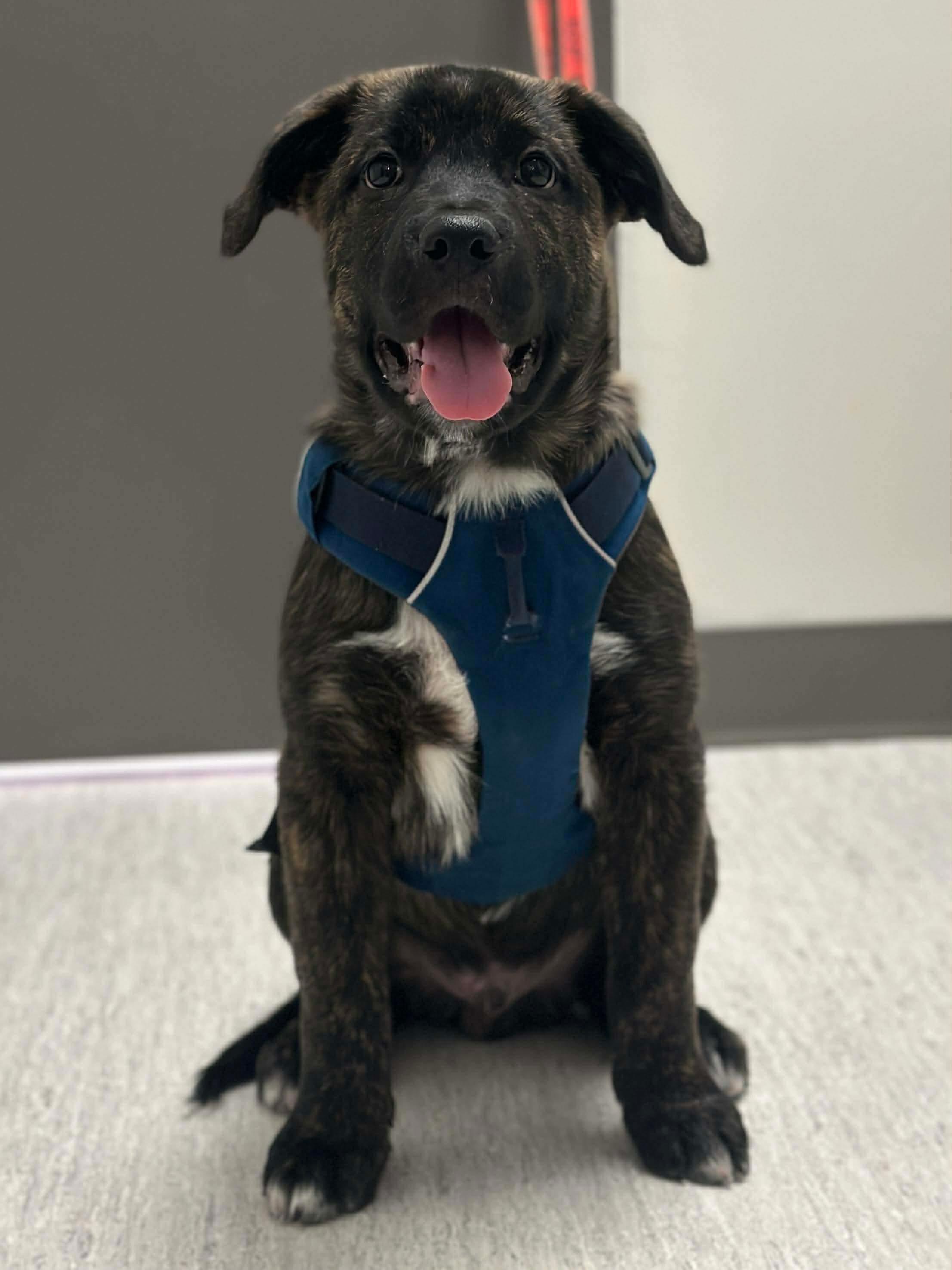 Enlarge Elton - Adoption Pending, a ADOPTABLE Mixed Breed in Mississauga, ON image 4/4