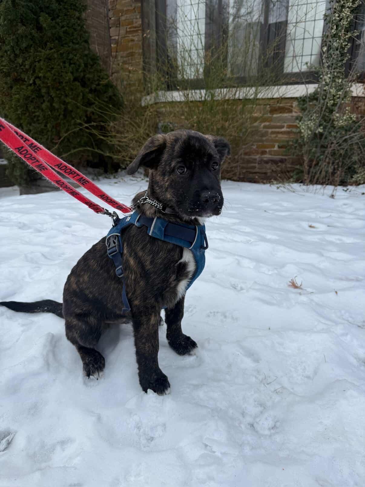 Enlarge Elton - Adoption Pending, a ADOPTABLE Mixed Breed in Mississauga, ON image 2/4