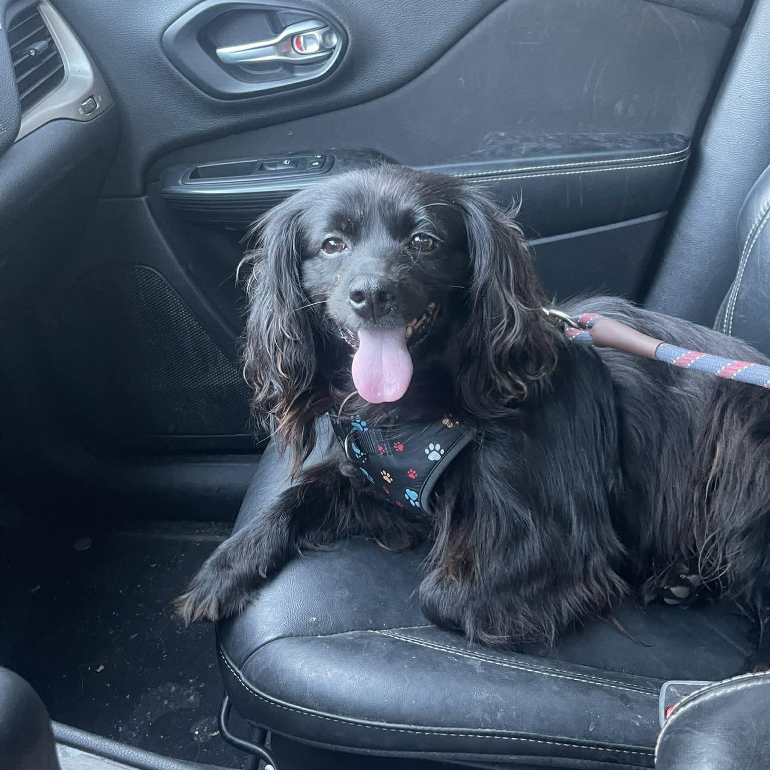 Enlarge NICO 2 yrs 21 lbs, a Adoptable mixed breed in san diego, CA image 4/6