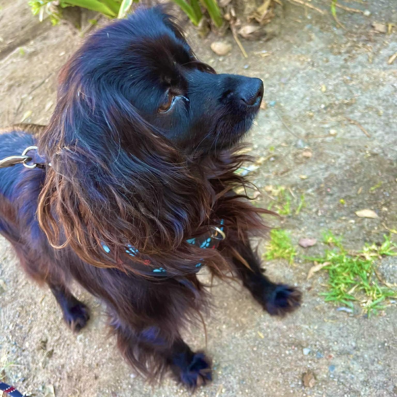 Enlarge NICO 2 yrs 21 lbs, a Adoptable mixed breed in san diego, CA image 5/6