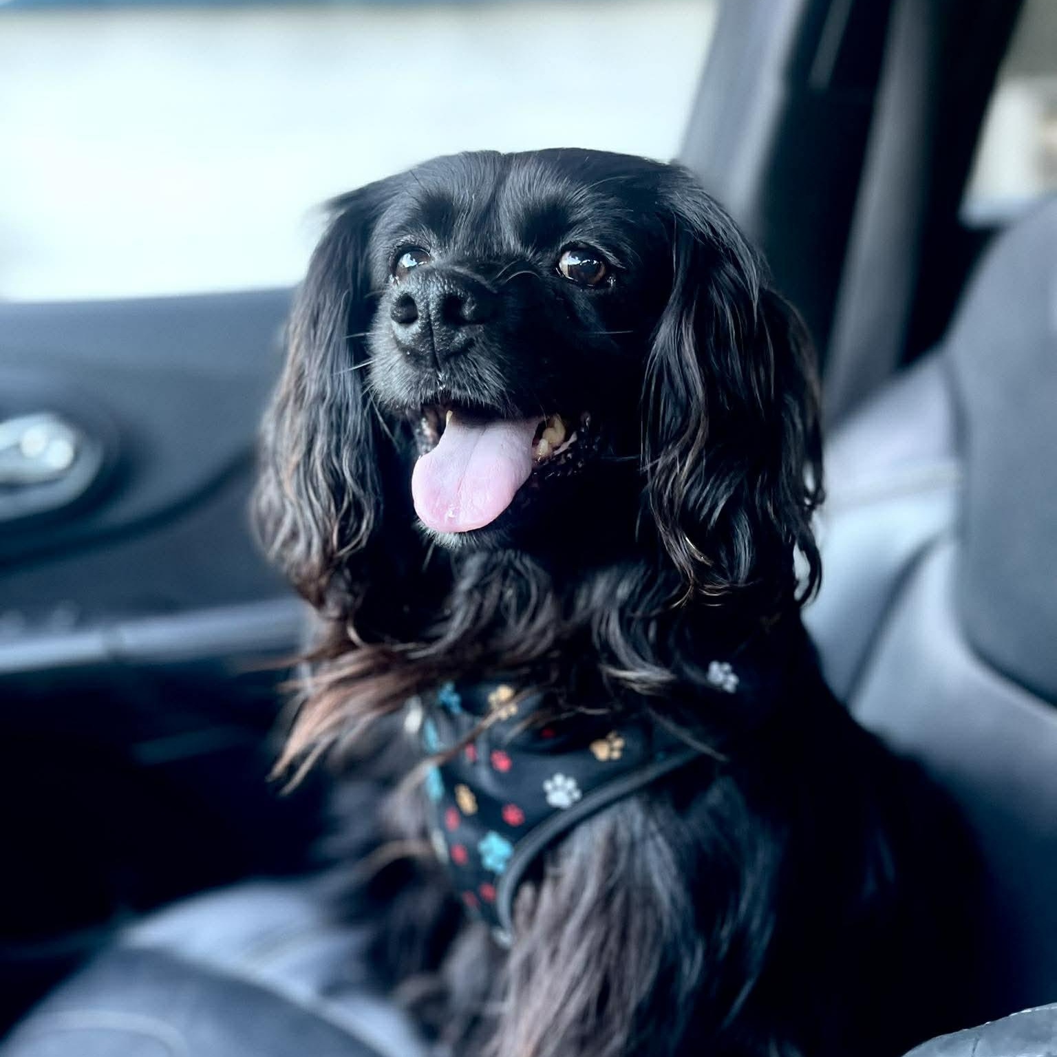 Enlarge NICO 2 yrs 21 lbs, a Adoptable mixed breed in san diego, CA image 6/6