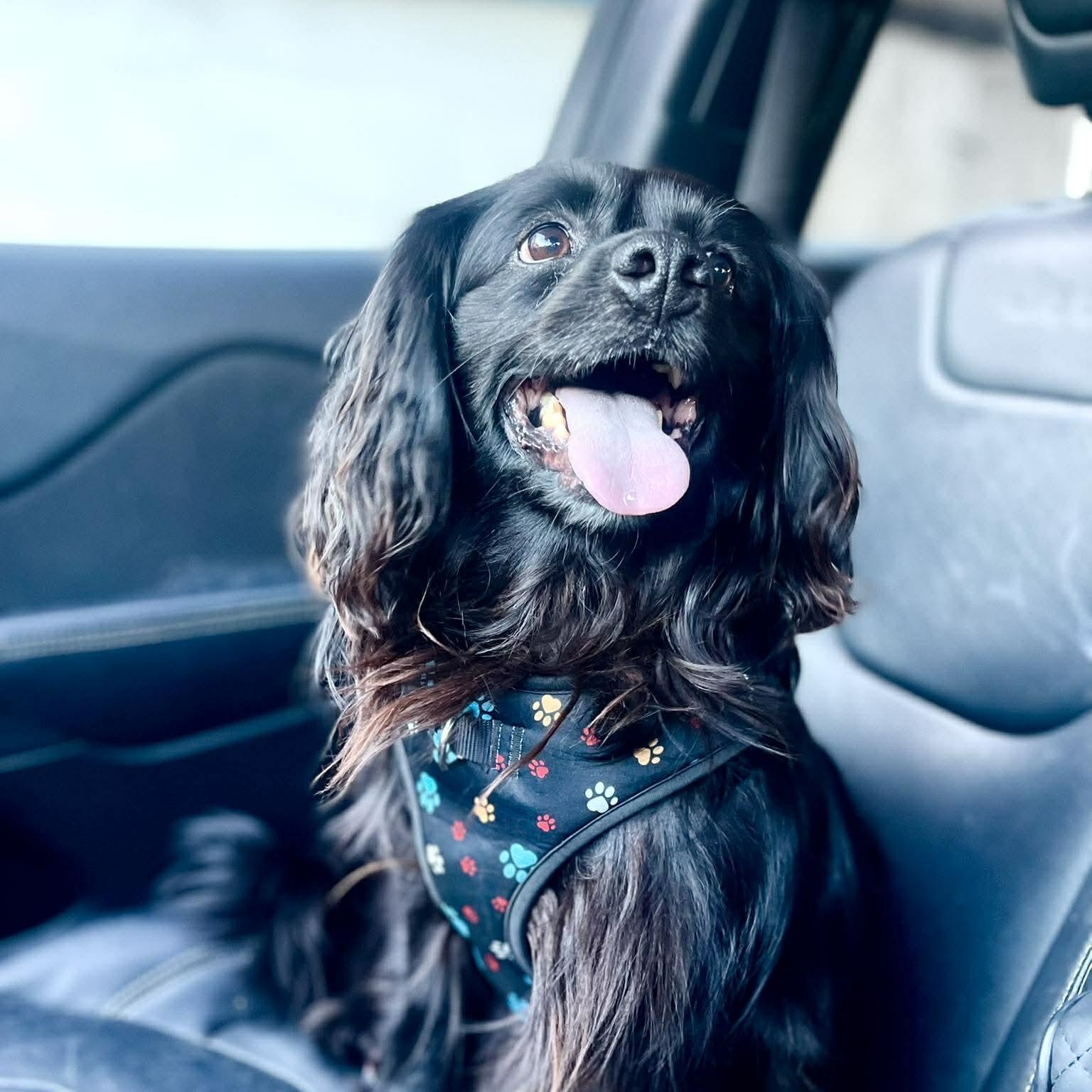 Enlarge NICO 2 yrs 21 lbs, a Adoptable mixed breed in san diego, CA image 2/6