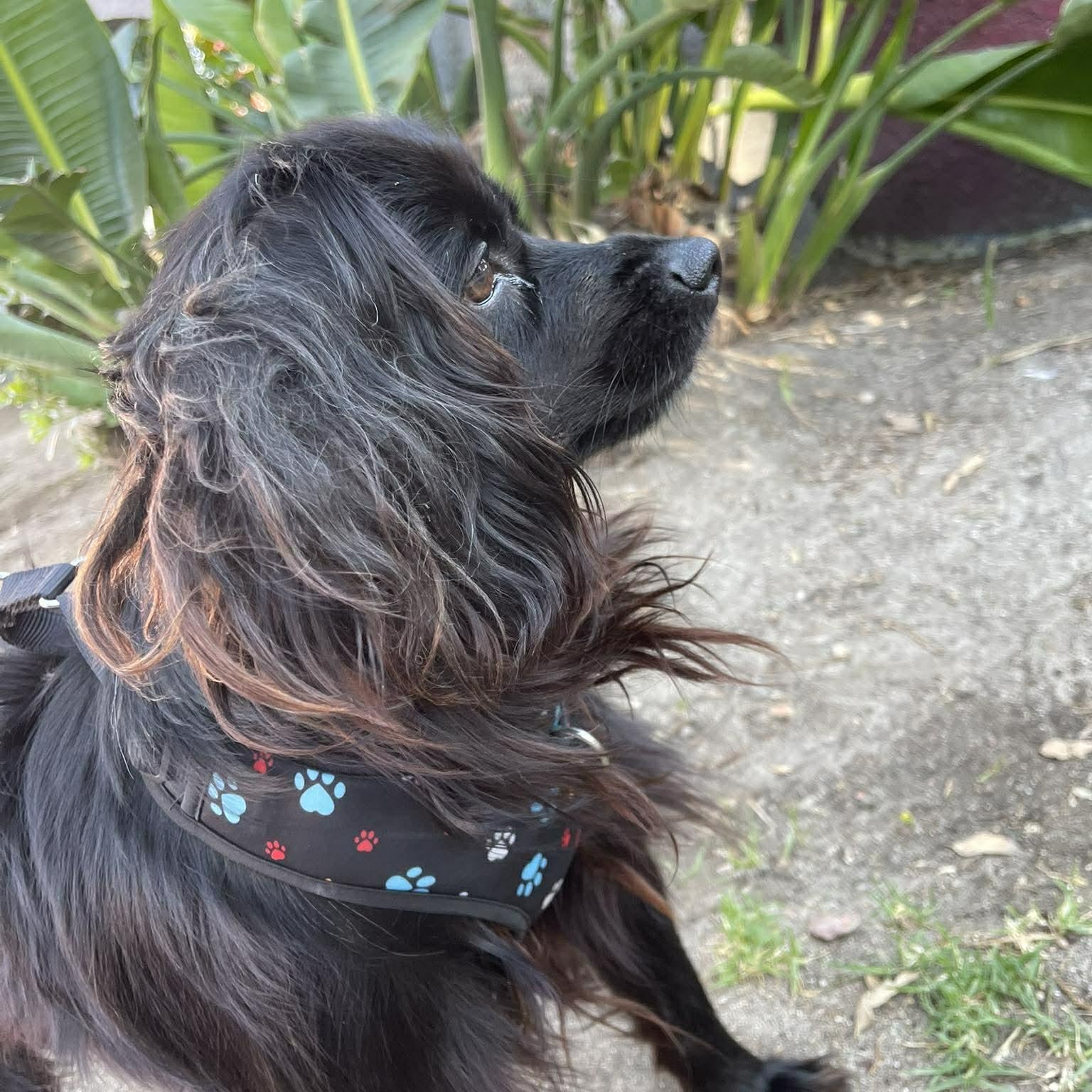 Enlarge NICO 2 yrs 21 lbs, a Adoptable mixed breed in san diego, CA image 3/6