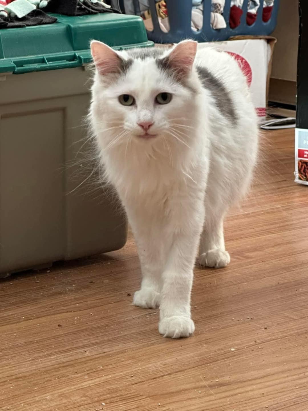 Enlarge Junebug, a Adoptable Domestic Long Hair in Batavia, OH image 1/1