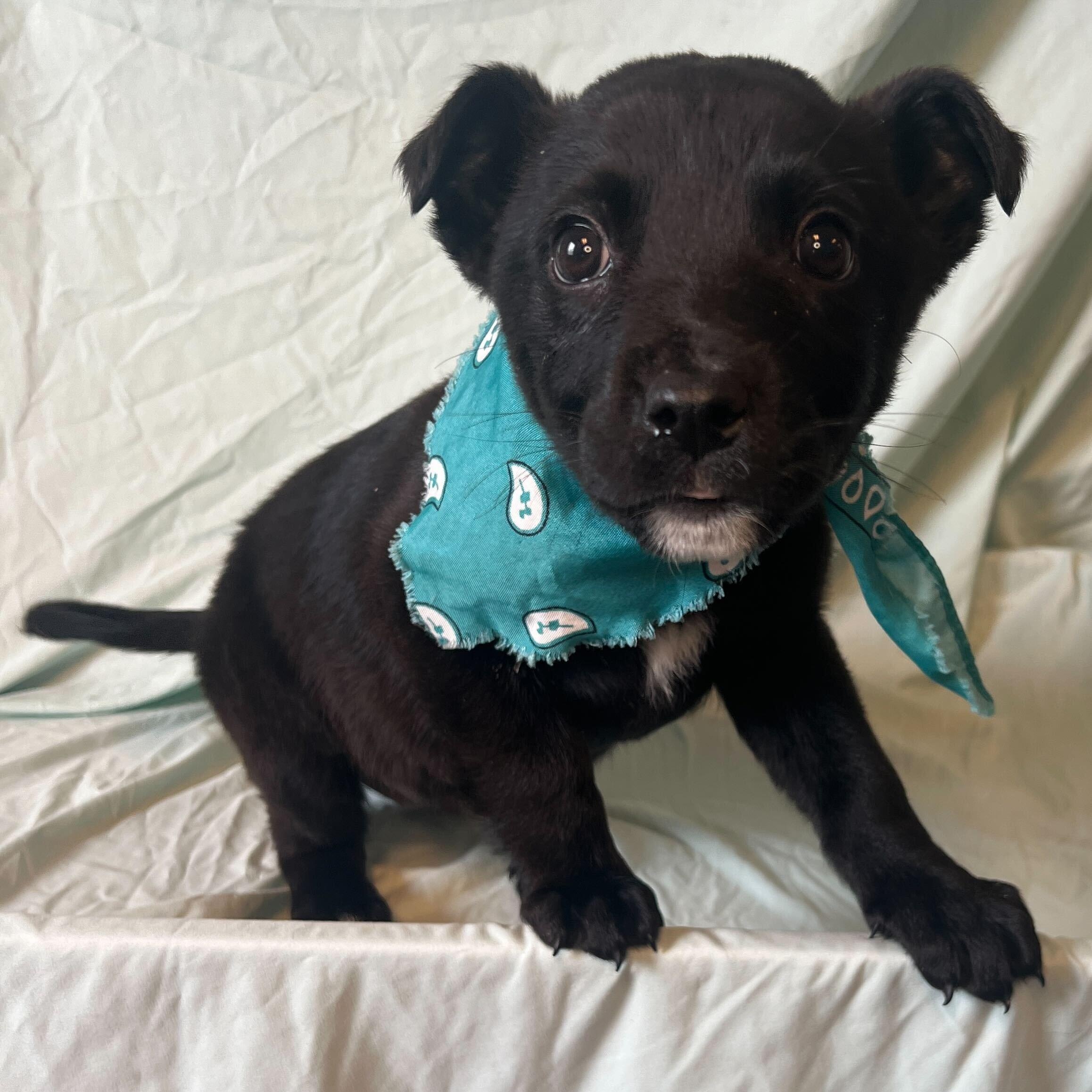 Darling, adoptable, Puppy Female Mixed Breed.