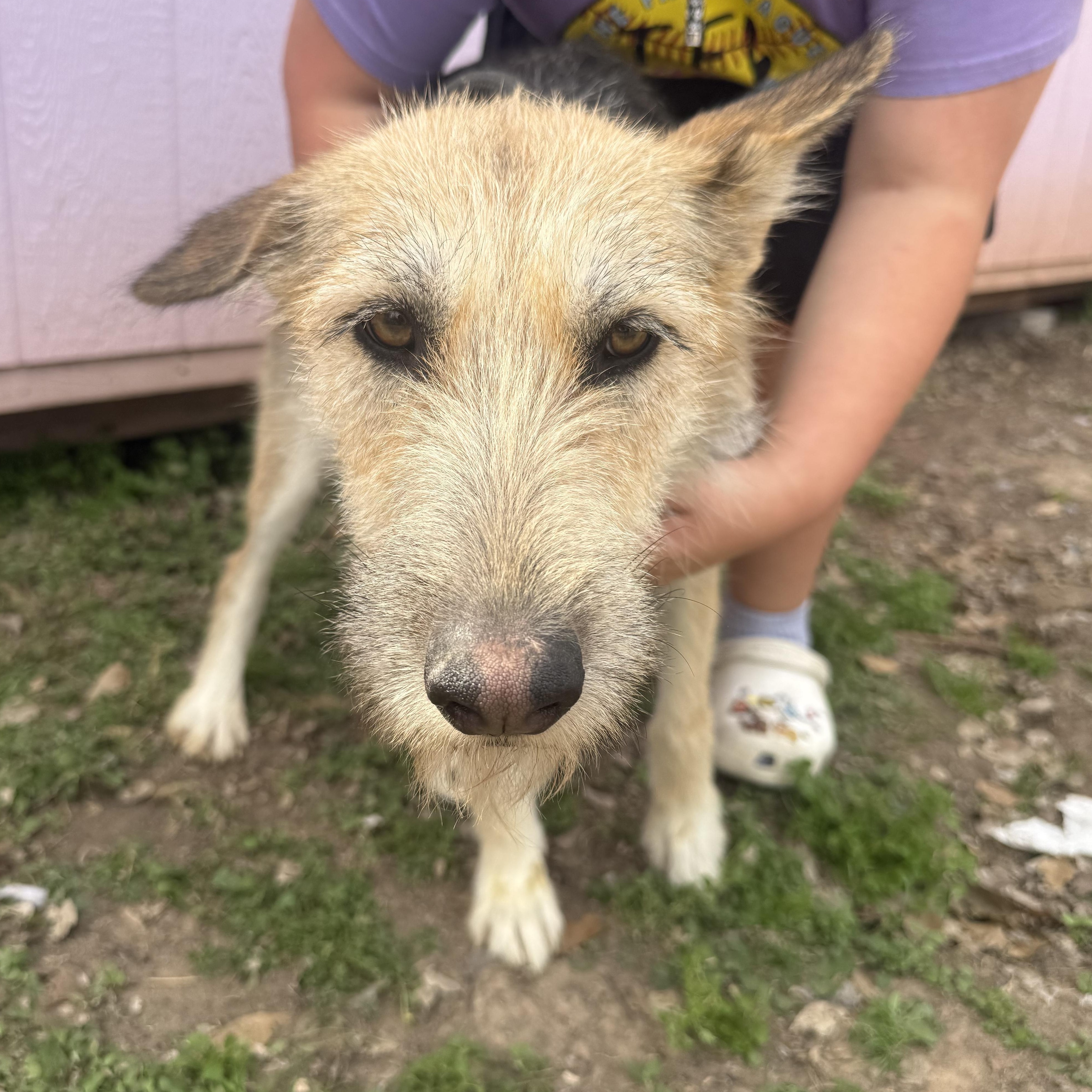 Enlarge Dixie, a Adoptable mixed breed in Spring, TX image 2/2