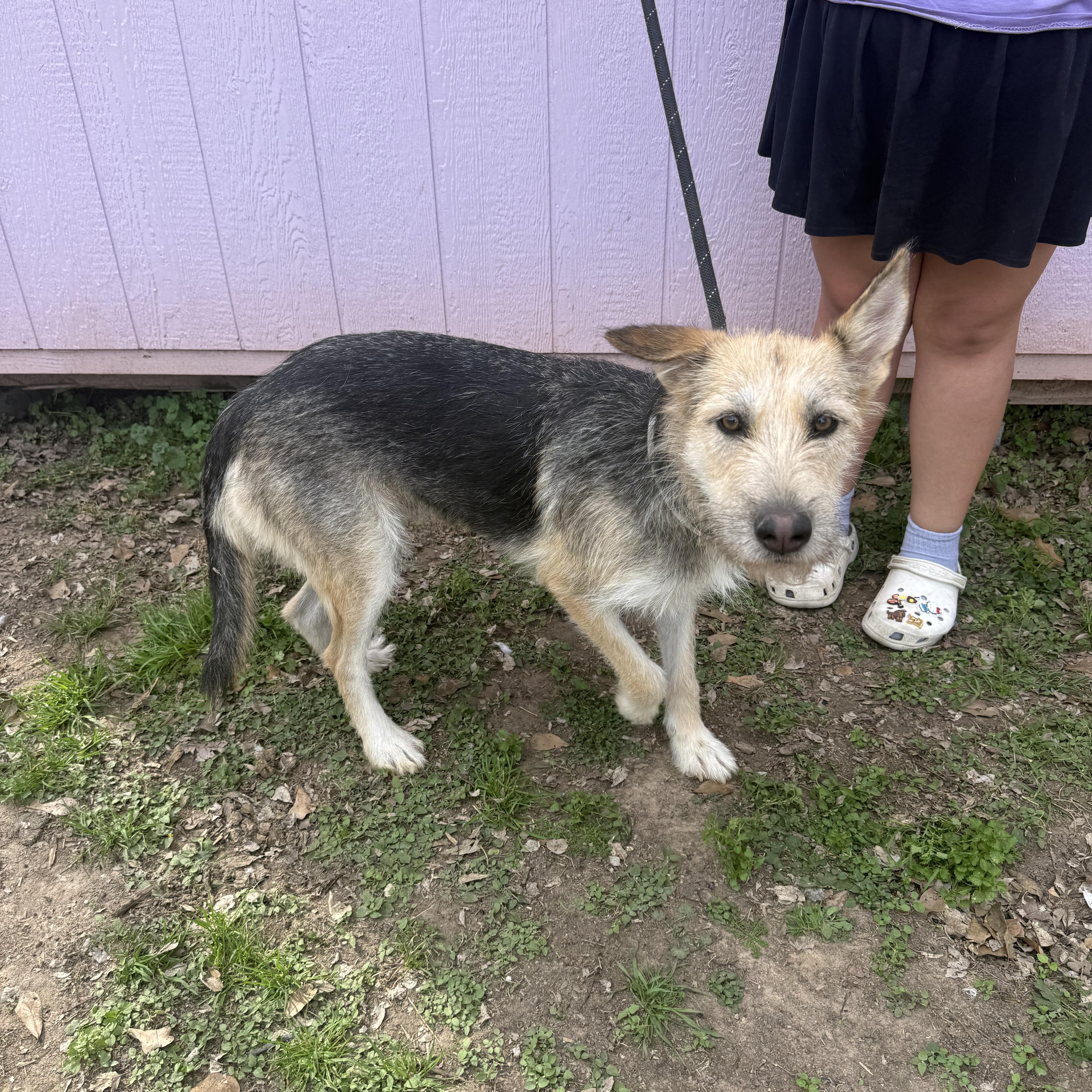 Enlarge Dixie, a Adoptable mixed breed in Spring, TX image 1/2