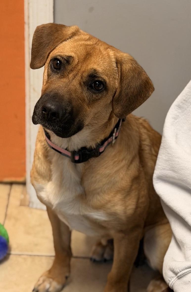 Honolulu, an adopted mixed breed in Sparta, NJ image 1/6