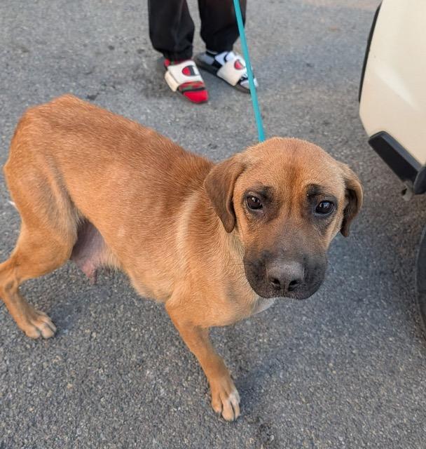 Honolulu, an adopted mixed breed in Sparta, NJ image 6/6