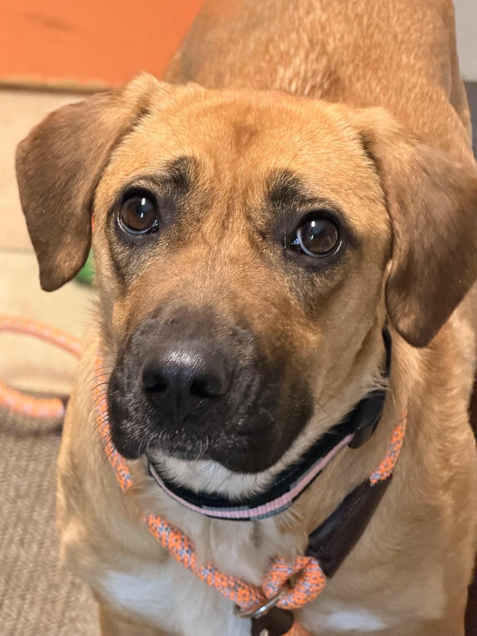 Honolulu, an adopted mixed breed in Sparta, NJ image 5/6